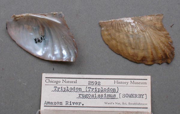 specimen