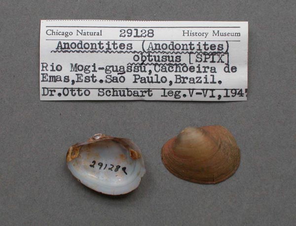 image of lot FMNH_29128 image of lot FMNH_29128