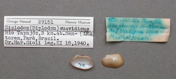 specimen