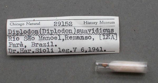 specimen