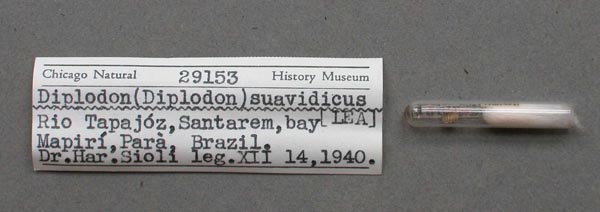 specimen