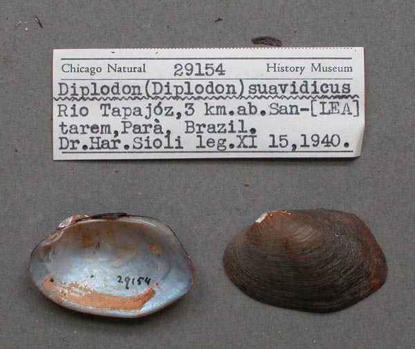 specimen