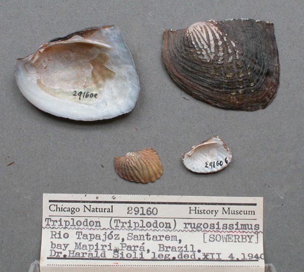 specimen