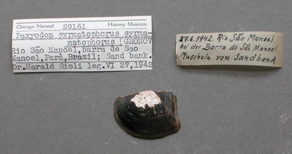 specimen
