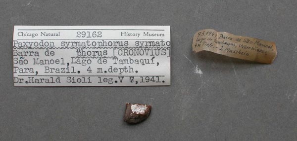 specimen