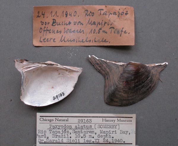 specimen