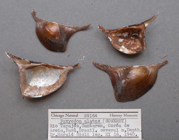 specimen