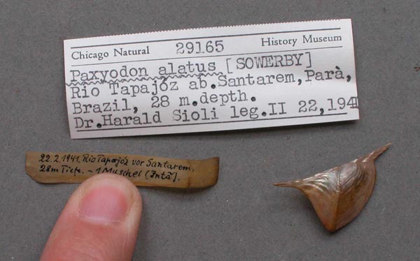 specimen