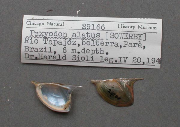 specimen