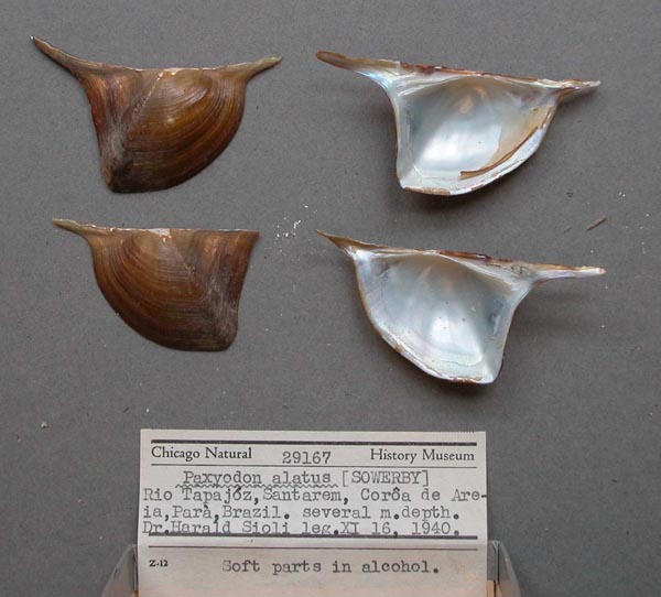 specimen
