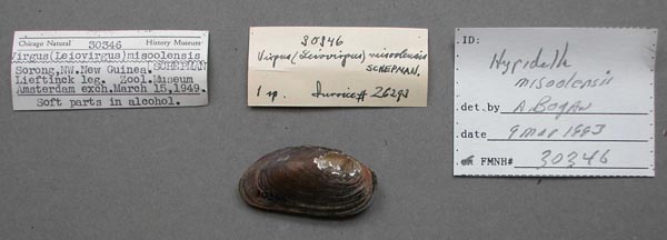 specimen