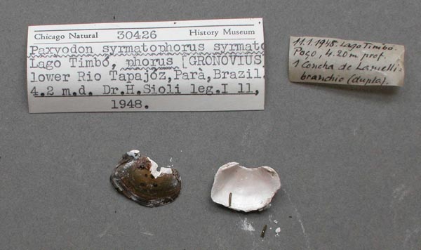 specimen