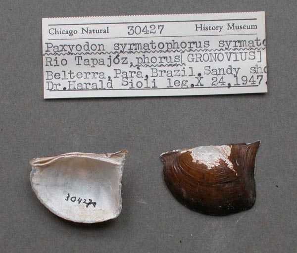specimen