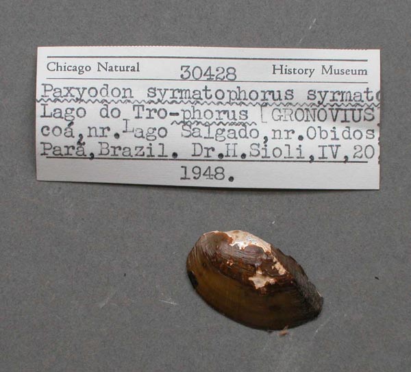 specimen