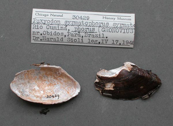 specimen