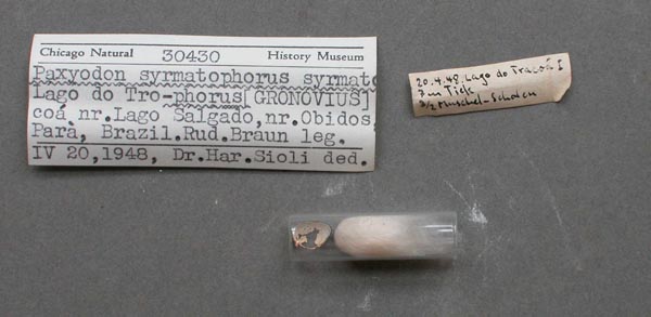 specimen