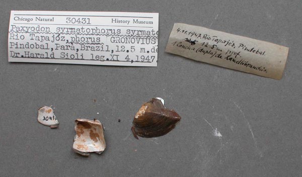 specimen