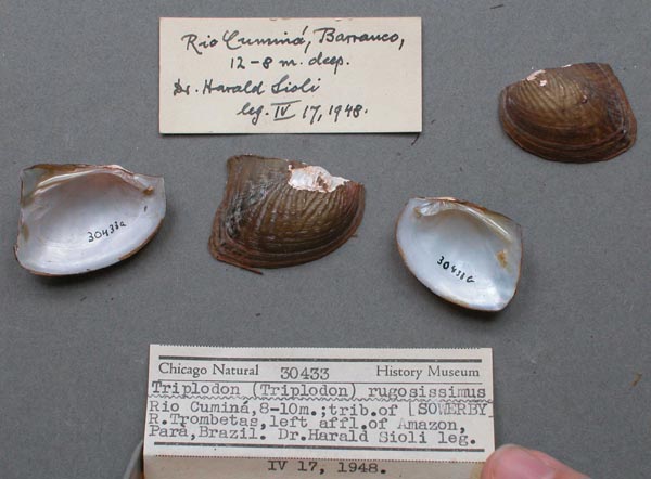 specimen