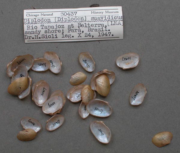 specimen