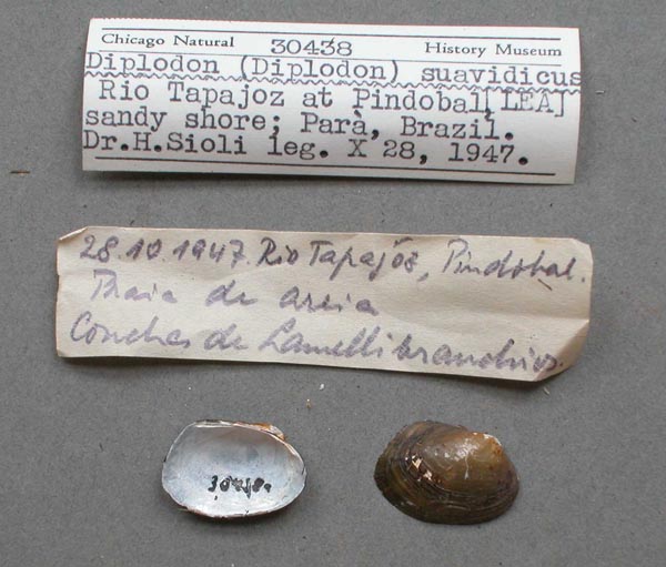 specimen