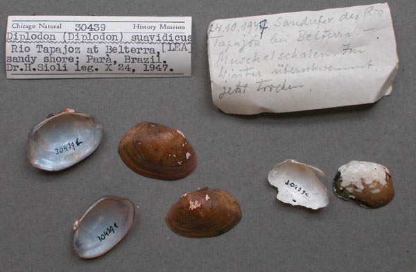 specimen