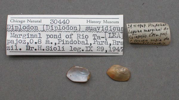 specimen