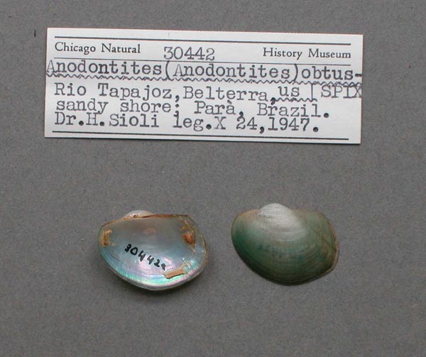 image of lot FMNH_30442 image of lot FMNH_30442