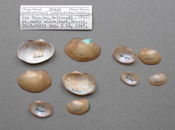 image of lot FMNH_30443 image of lot FMNH_30443