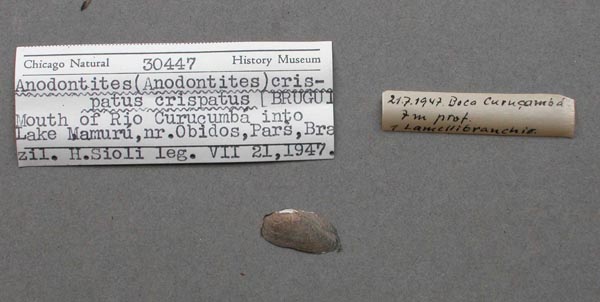 specimen