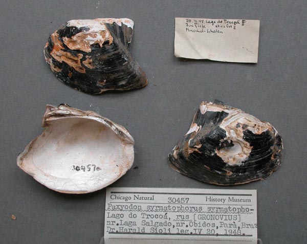 specimen