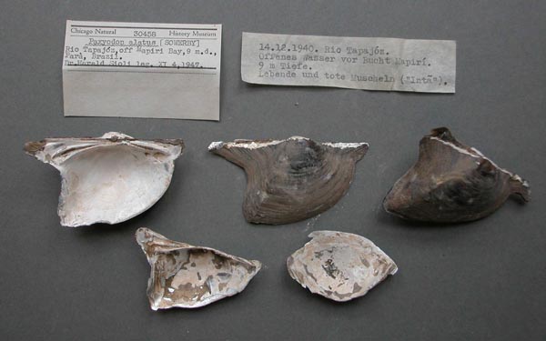 specimen