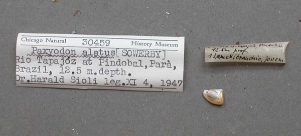 specimen