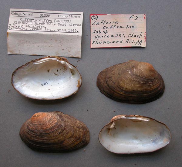 specimen