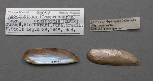 specimen