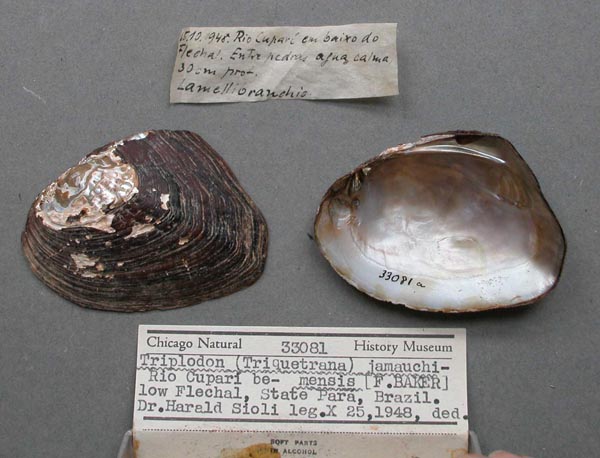 specimen