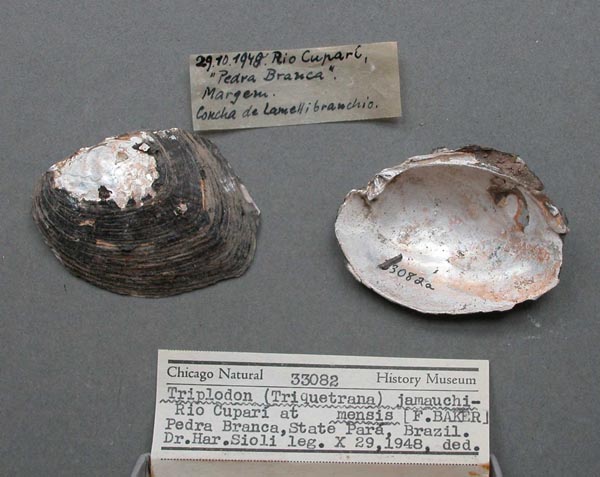 specimen
