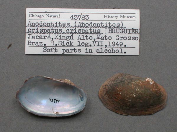 specimen