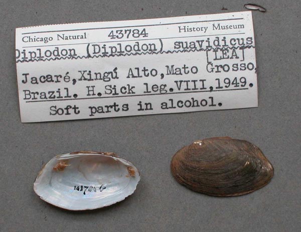specimen