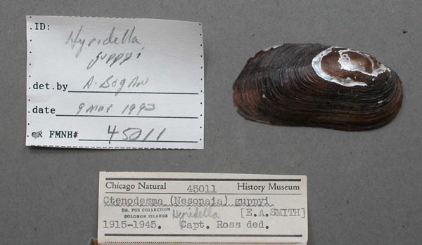 specimen