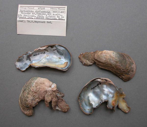 specimen