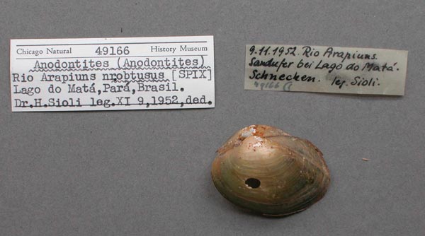 image of lot FMNH_49166 image of lot FMNH_49166