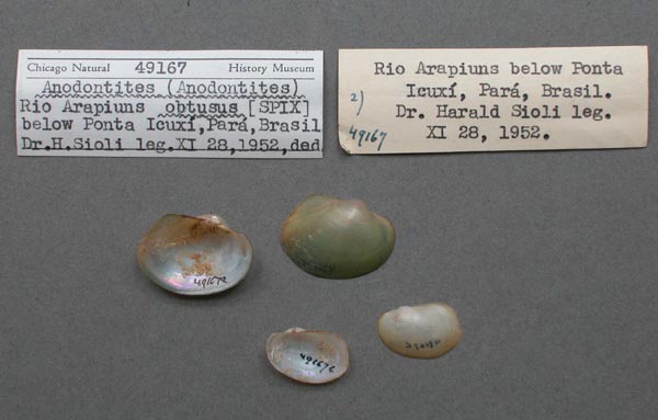 image of lot FMNH_49167 image of lot FMNH_49167