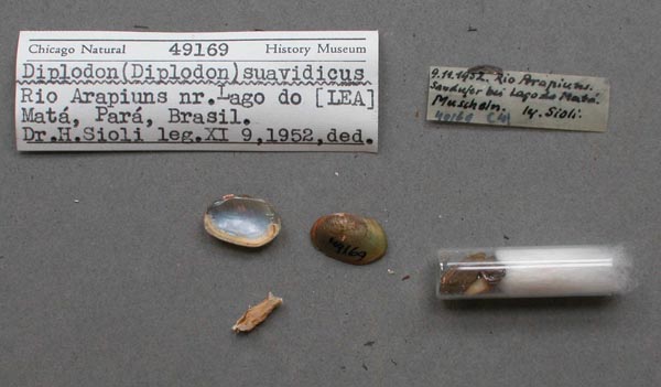 specimen