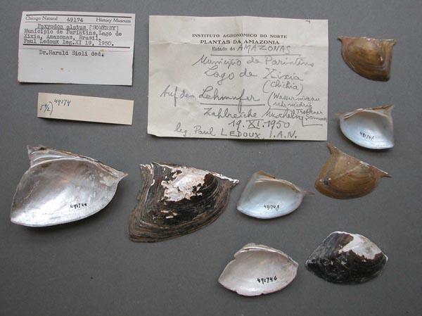 specimen
