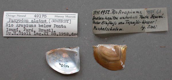 specimen