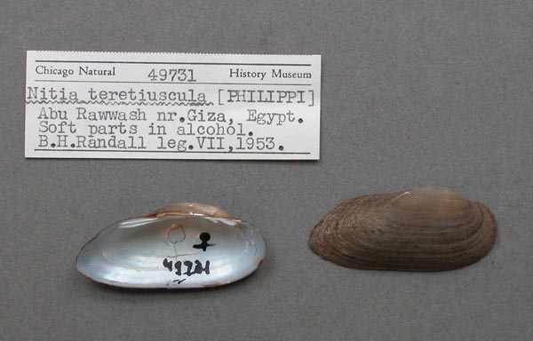 specimen
