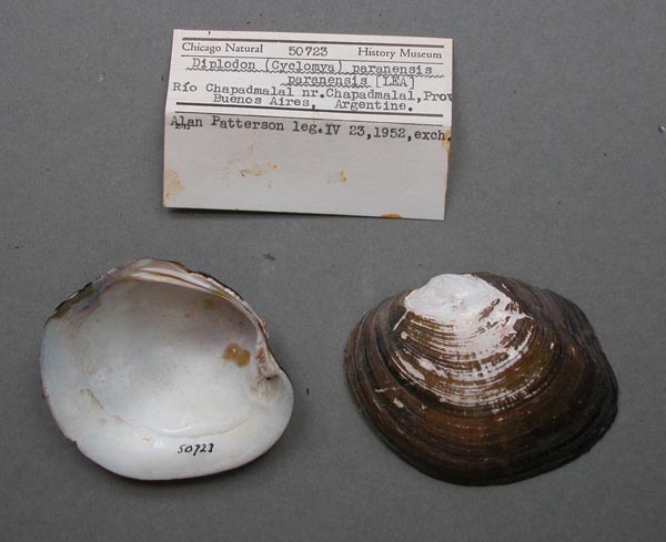 specimen