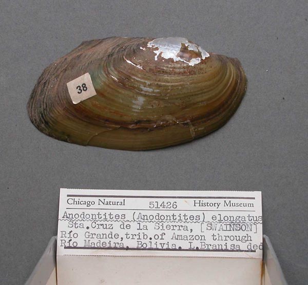 specimen