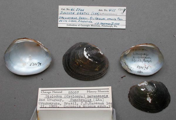 image of lot FMNH_53057 image of lot FMNH_53057