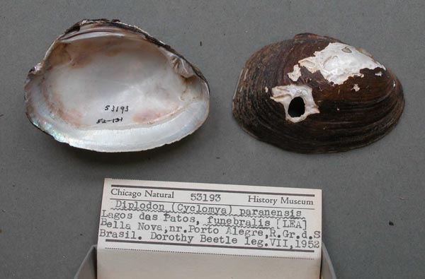 image of lot FMNH_53193 image of lot FMNH_53193